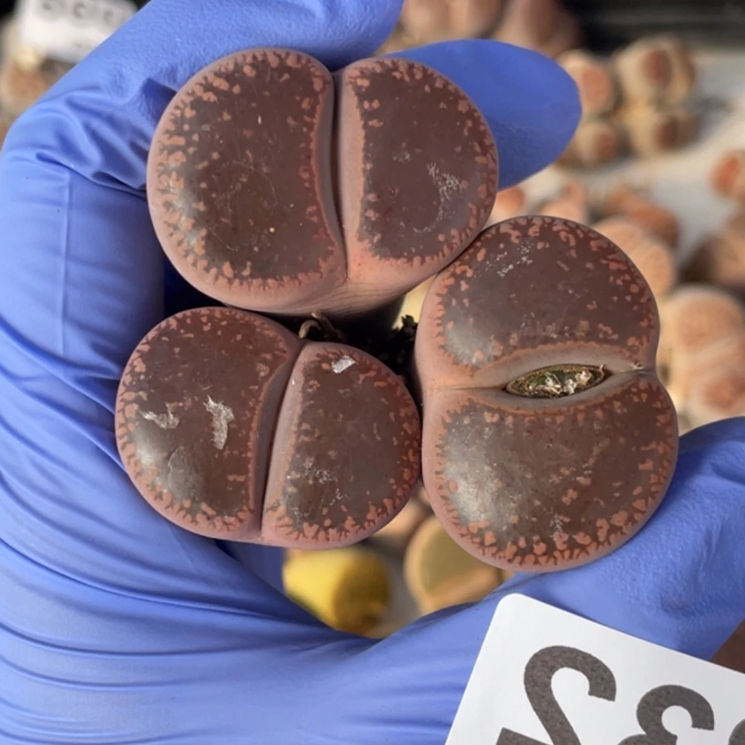 非偏远满20包邮232