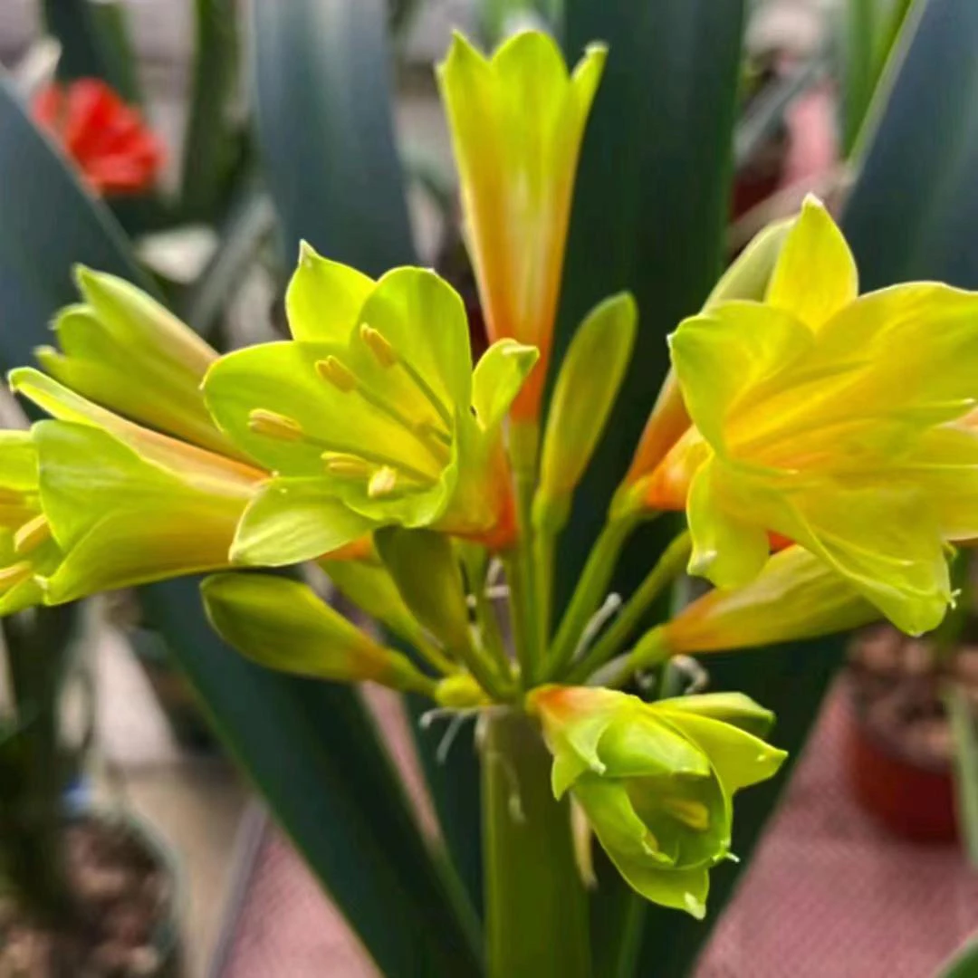 君子兰直播间一物一拍绿植阳台开花