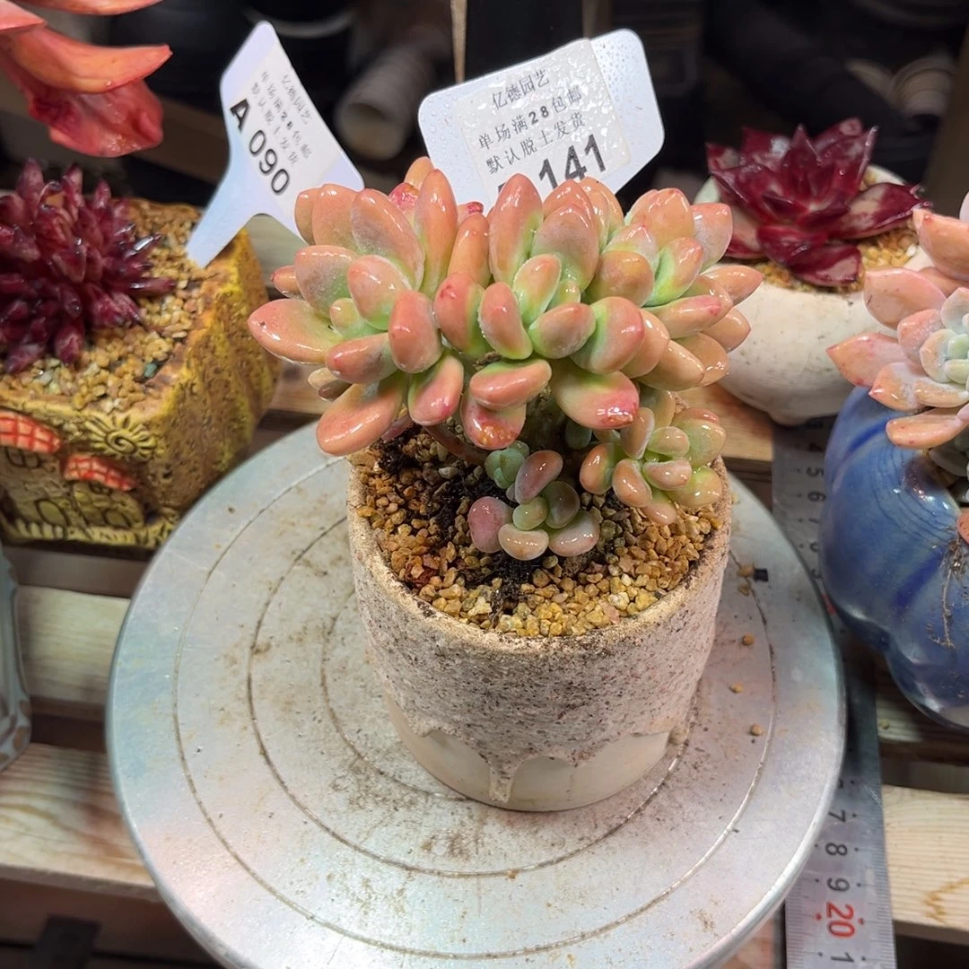 洛神朵朵缀多肉植物rujinn