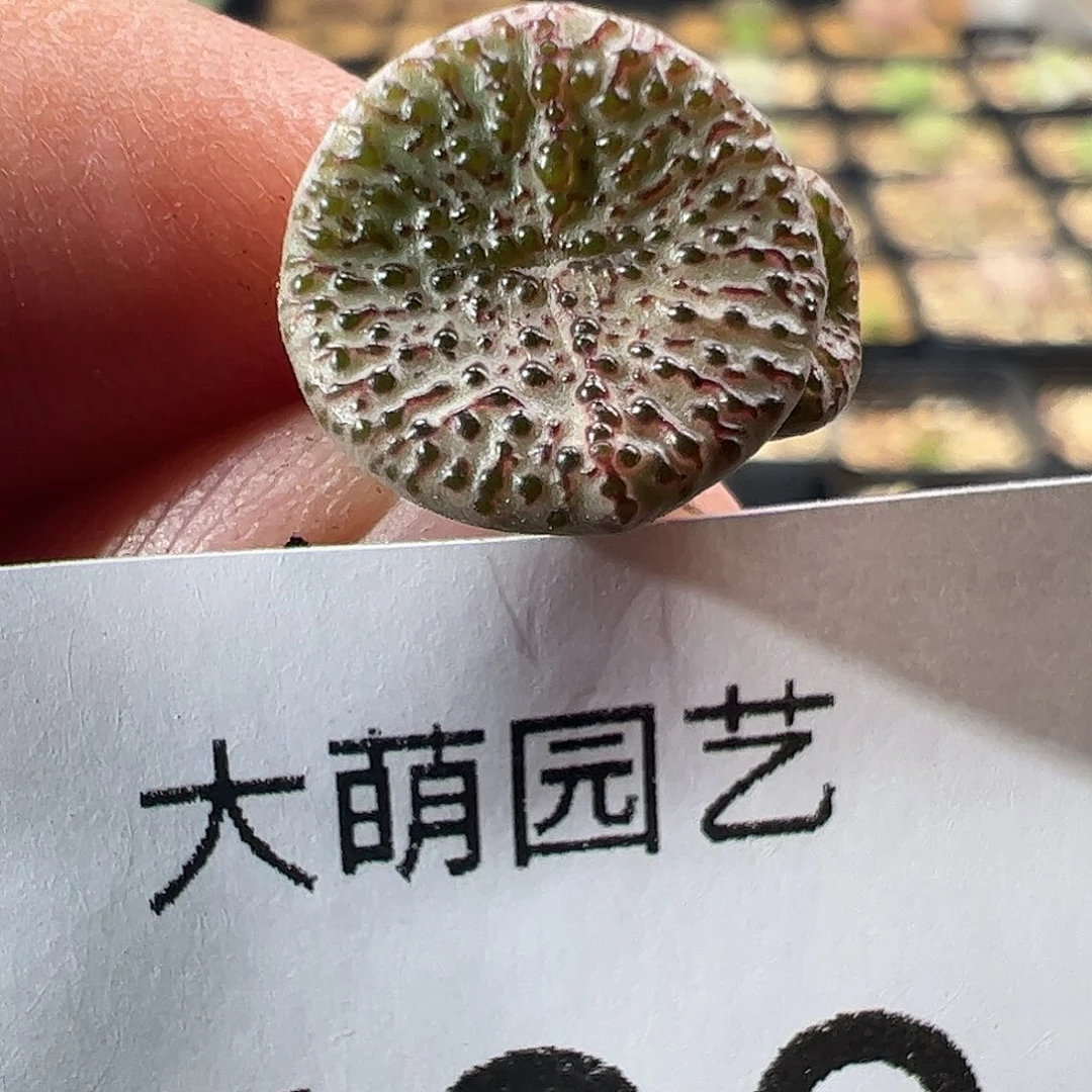 一物一拍。    500匈牙利种源1452.62血丝火龙果安贞