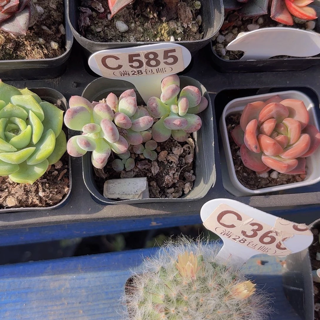 C585萤火虫yiwuyipai