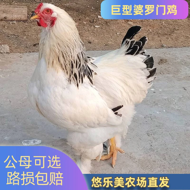 婆罗门 宠物鸡 观赏鸡