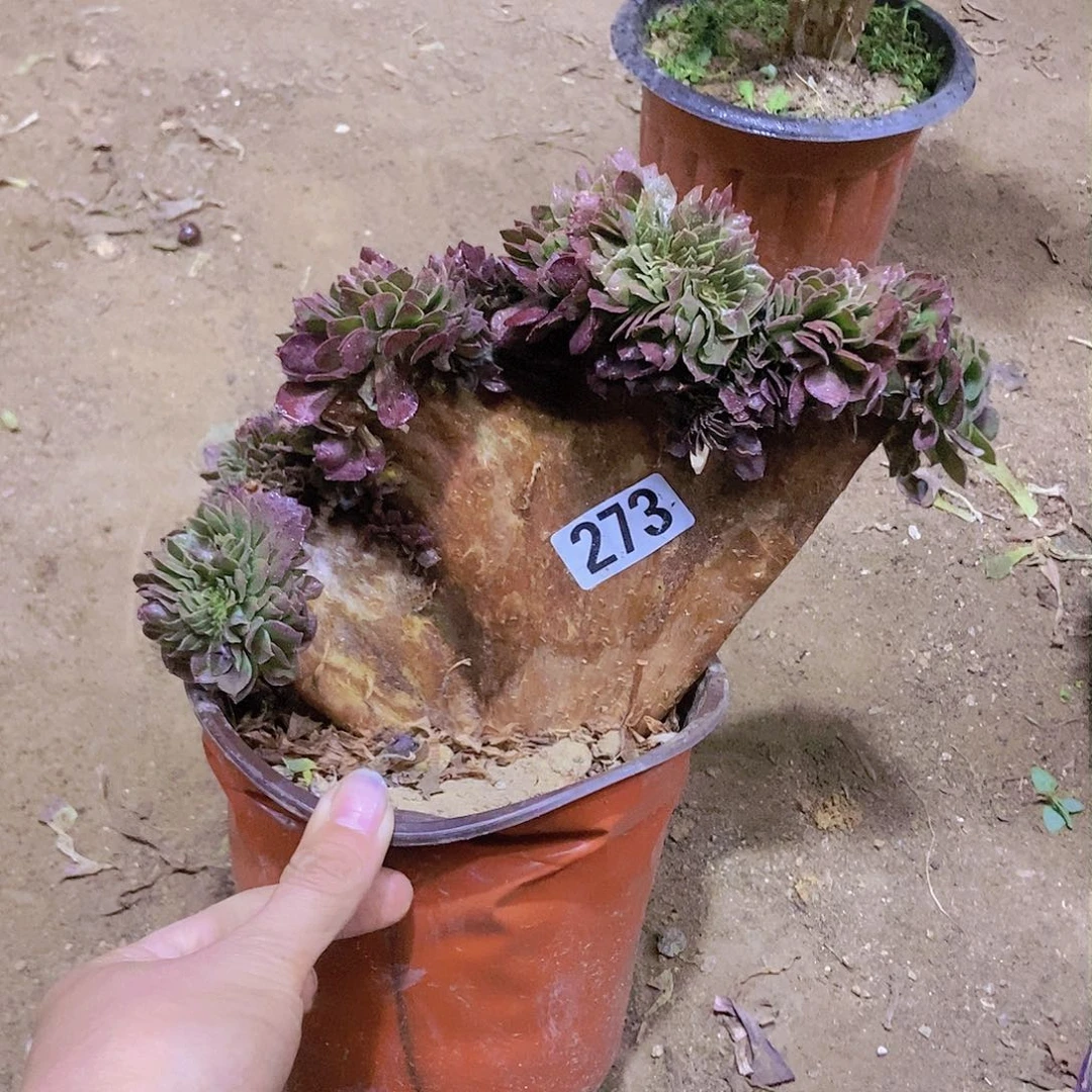 273万缀老板子法师缀老