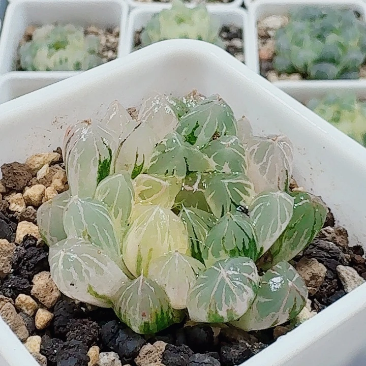 无花朵十二卷 实生冰灯 锦