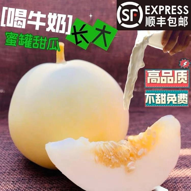 东北香瓜白糖罐 头茬香瓜 现摘现发 新鲜脆甜可口2斤4斤顺丰包邮1