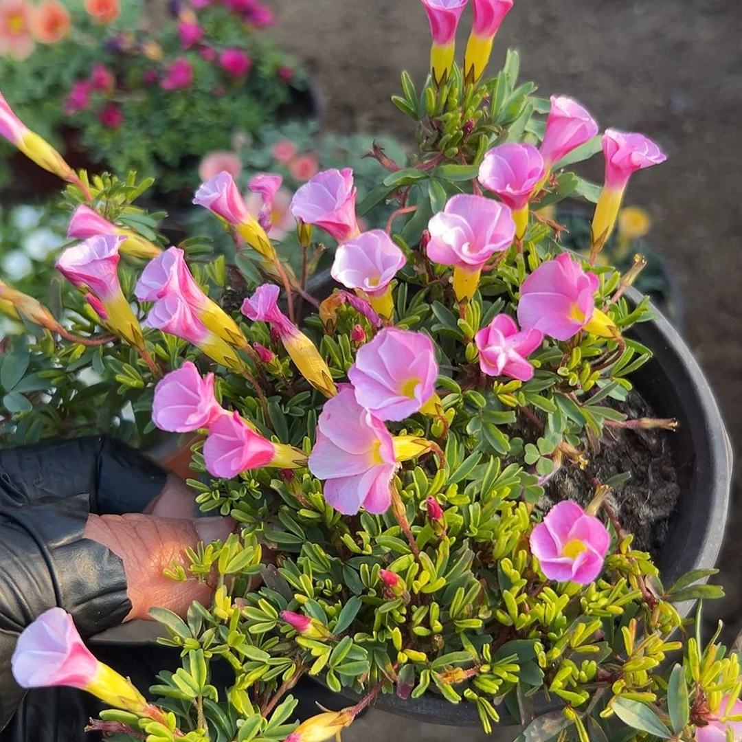 凡***下多肉植物多肉植物