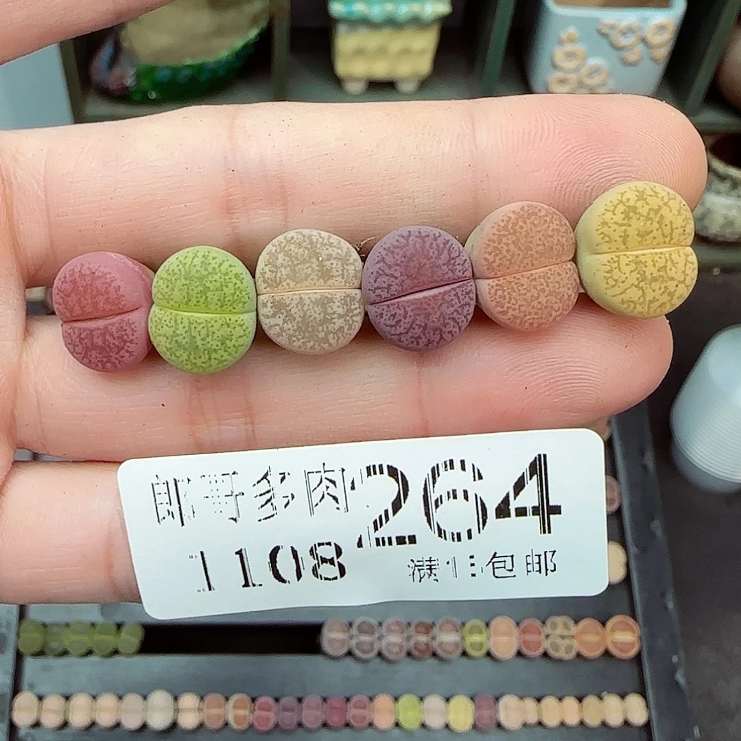 ₈***⁸满满18包邮1108-264