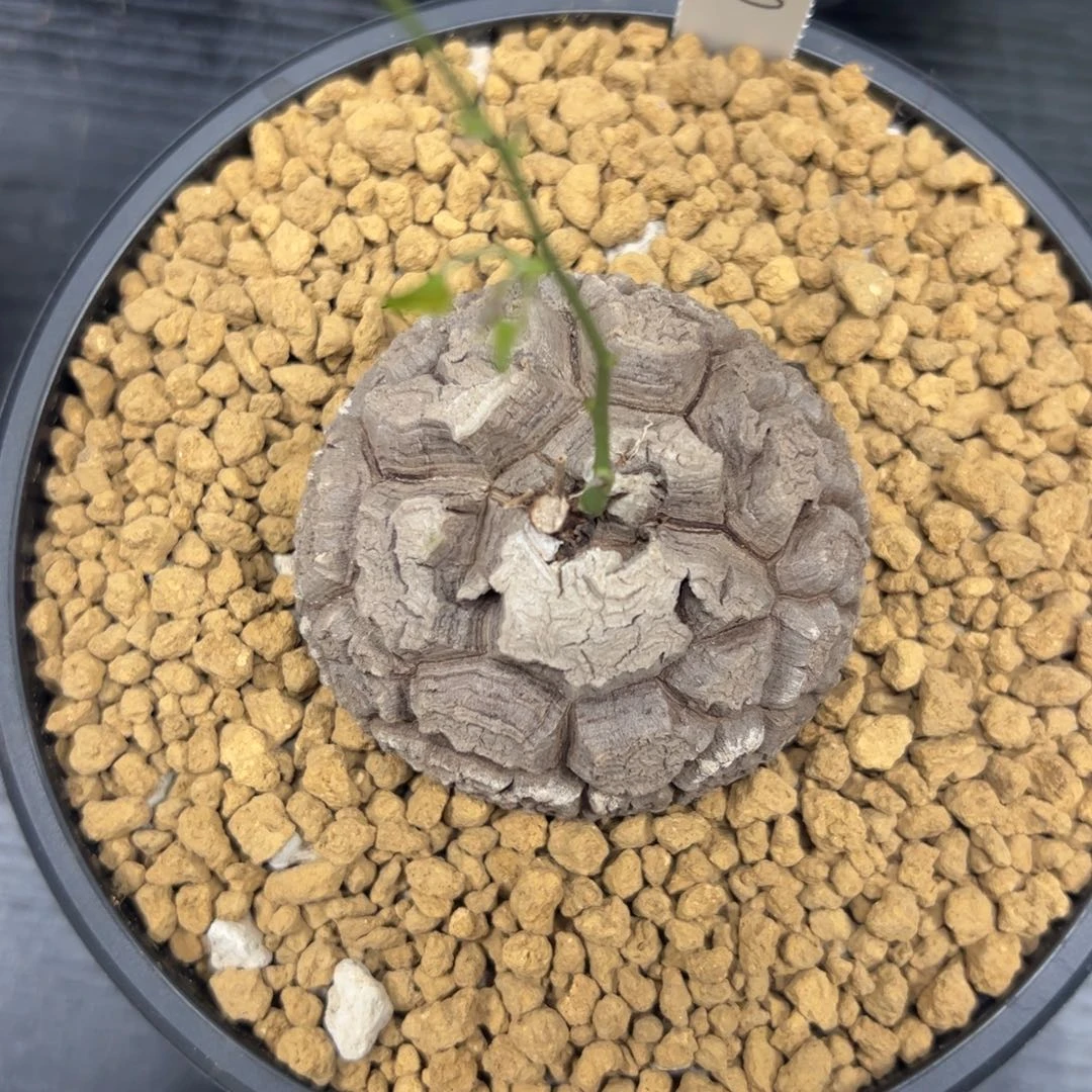 精品盆栽养定的龟甲龙270号