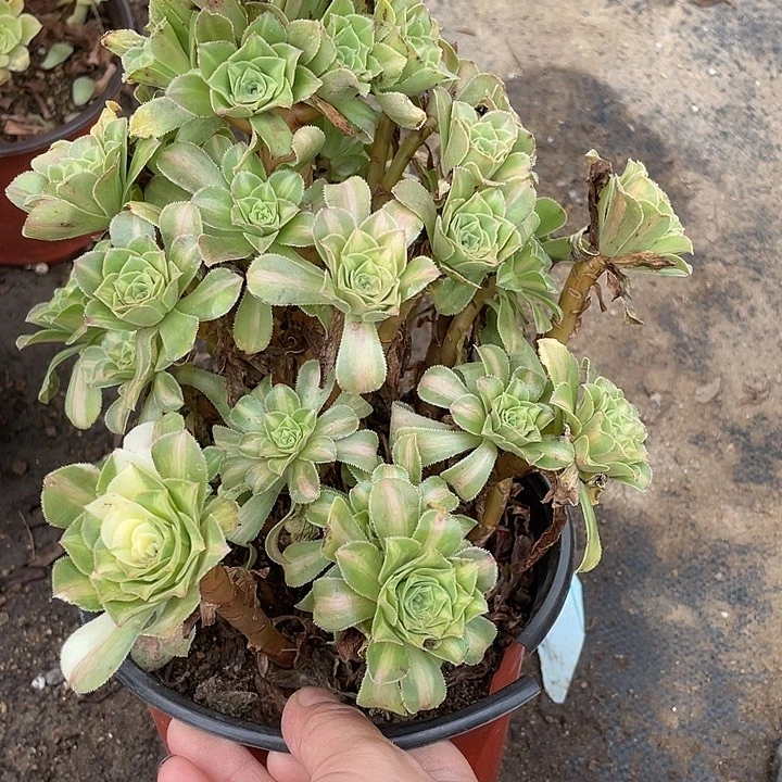 499五彩琉璃多肉植物福利