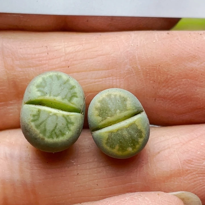 484岛田绿菊两颗ll