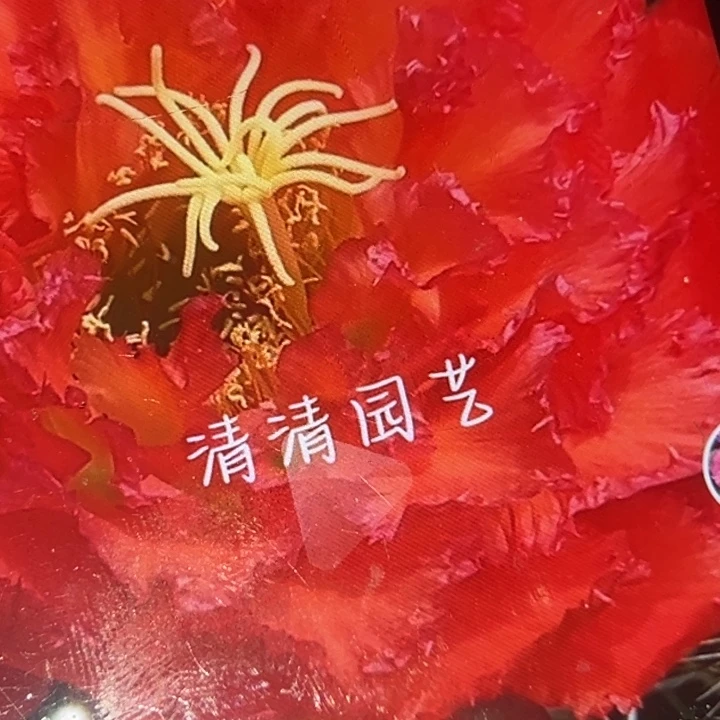 清清新358根瑕疵有干皮