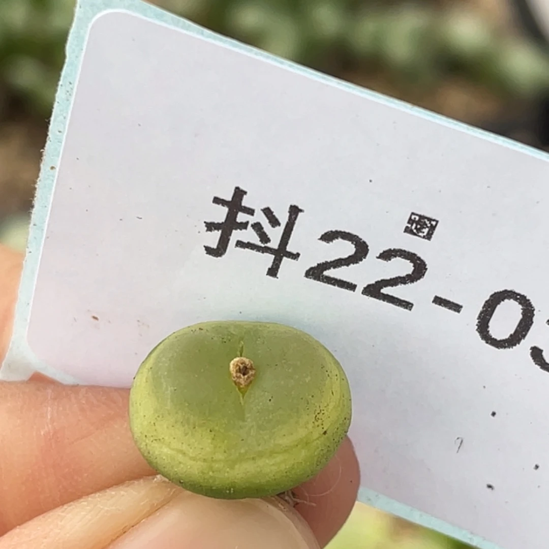 22-3拉登多肉植物