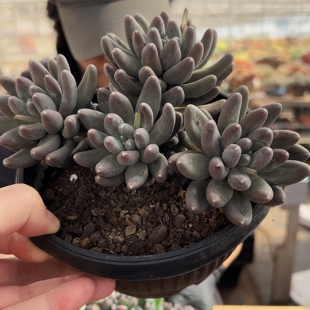 ?****?Linda，凯普顿98        肉