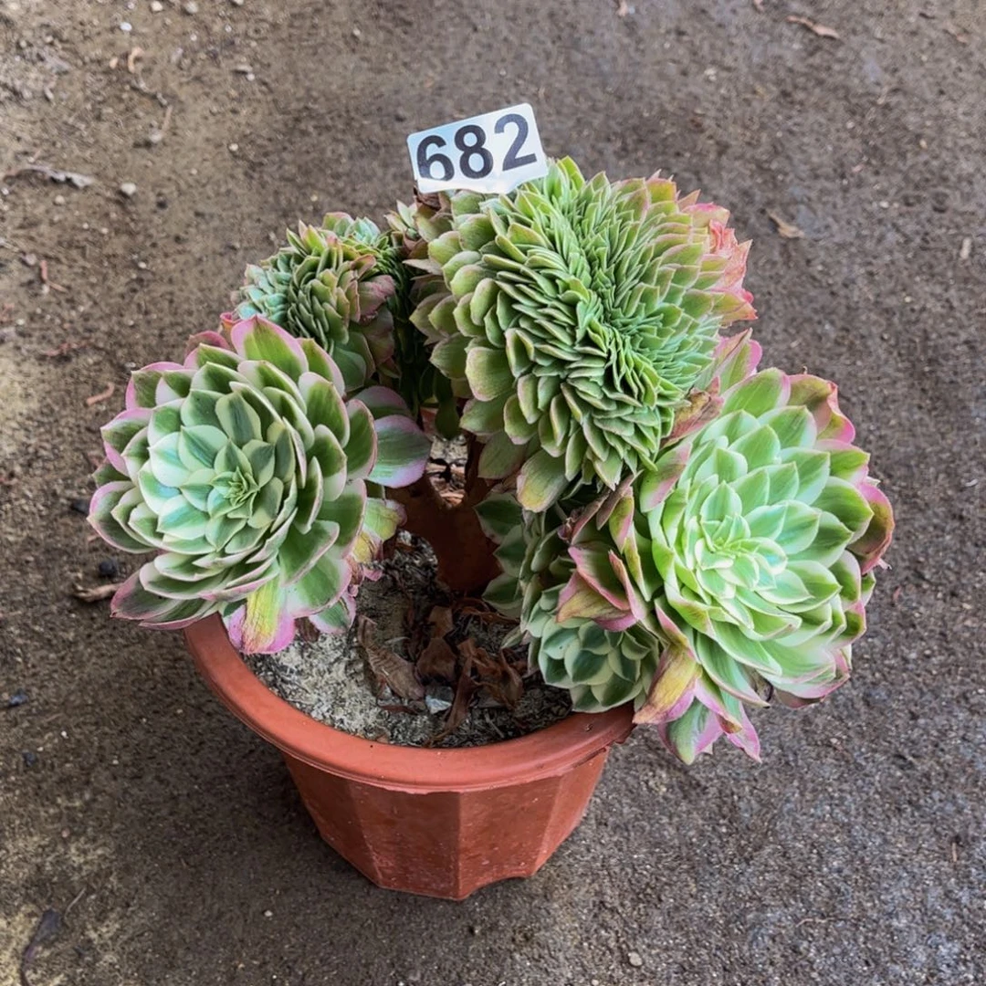 多肉植物海王缀682