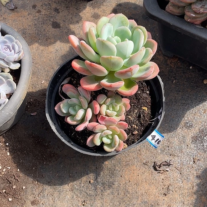 410香橙 一物一拍多肉
