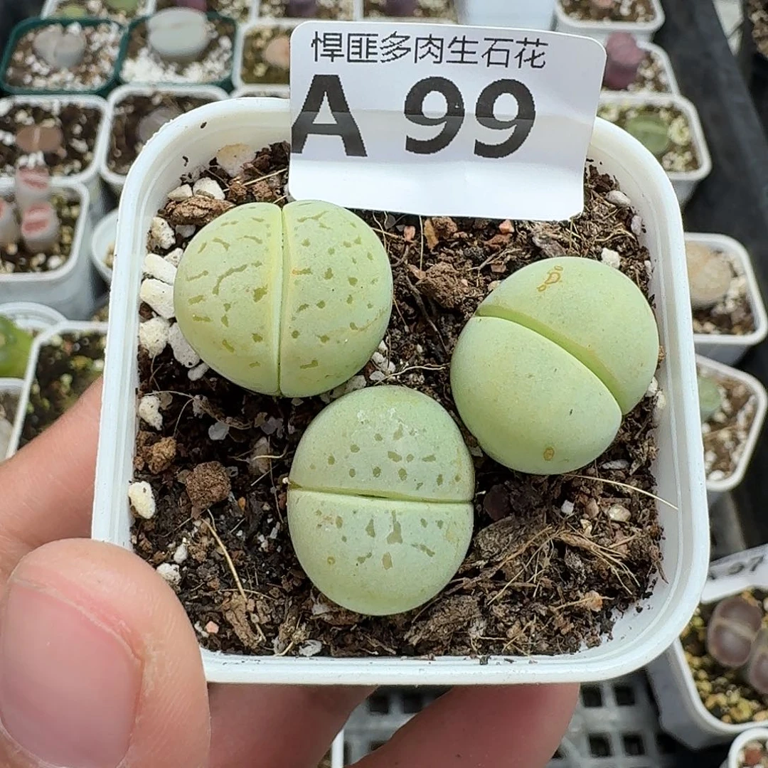 99多肉植物多肉植物