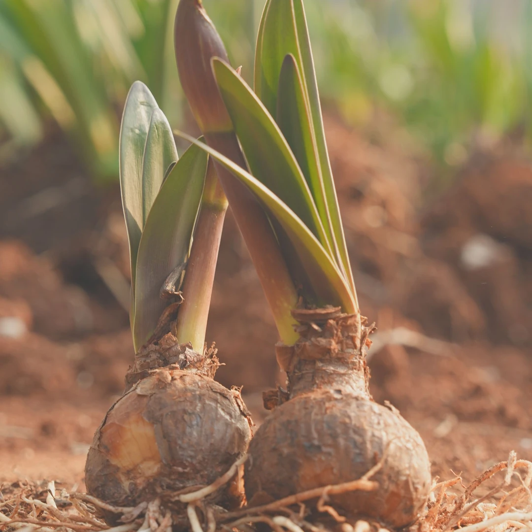 【小鱼】【朱顶红一丛25球】种球浓香室内外栽种【不包花损】