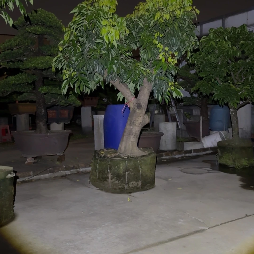 和***完全开放果树果树果树11111111