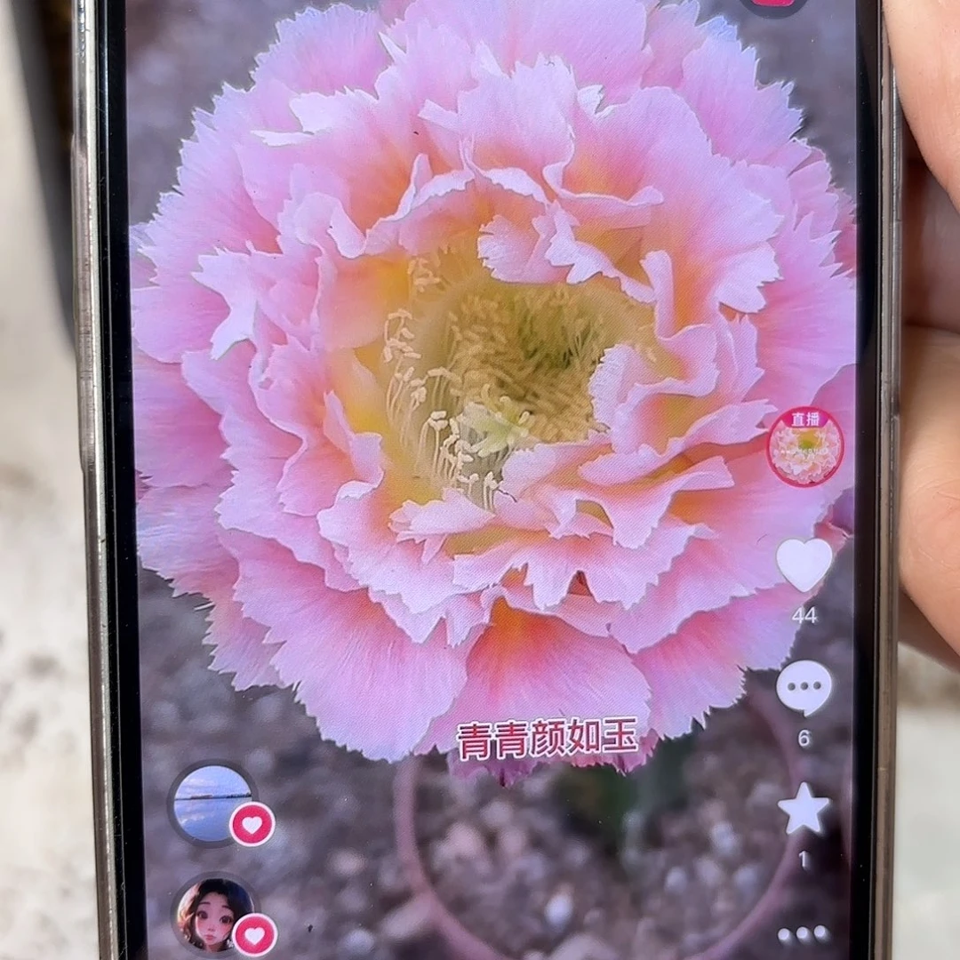 彩草颜如玉7公分微瑕有花苞