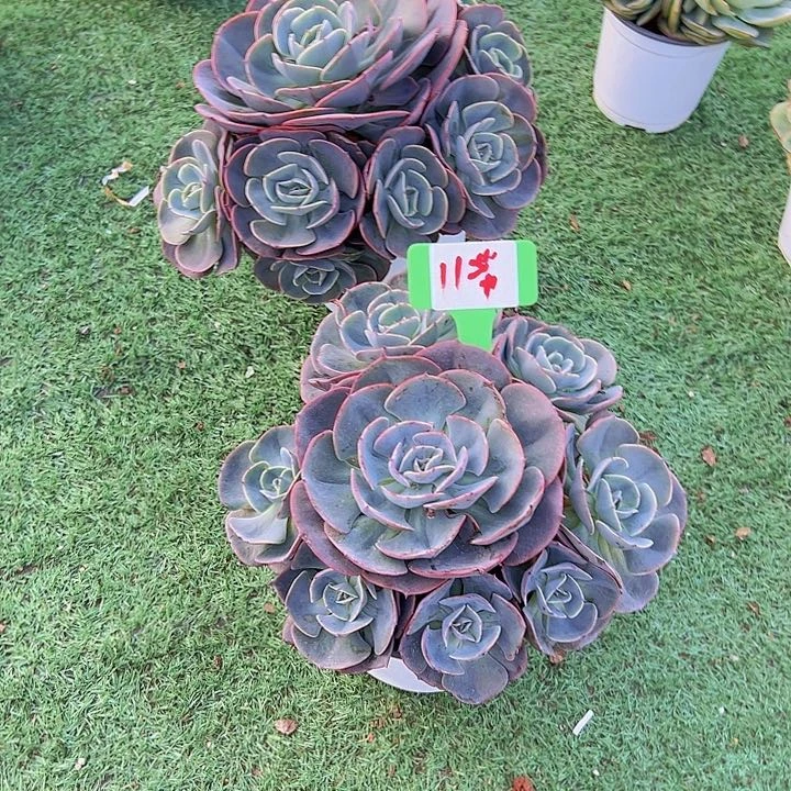 11红粉带盆一个多肉植物