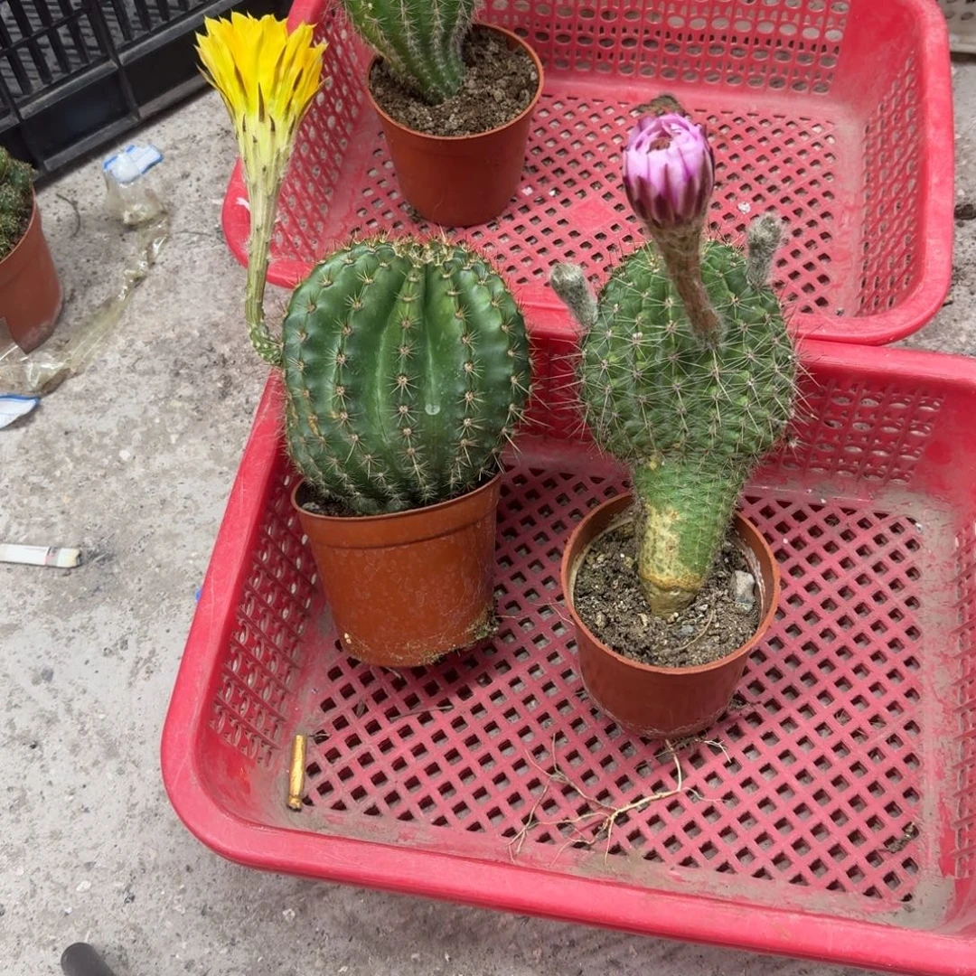 徐***蕃无花朵彩草哈哈哈哈哈哈哈
