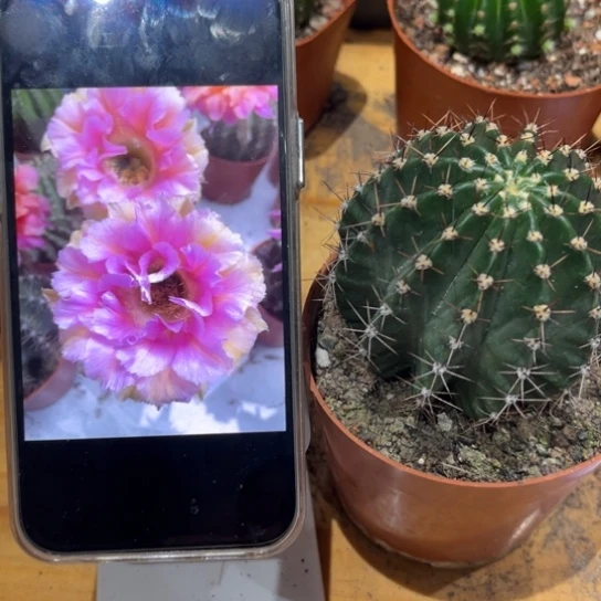 露露粉带黄6公分左右