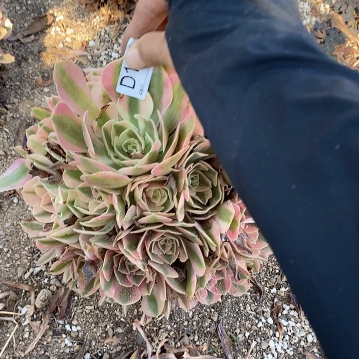 161粉女巫多肉植物