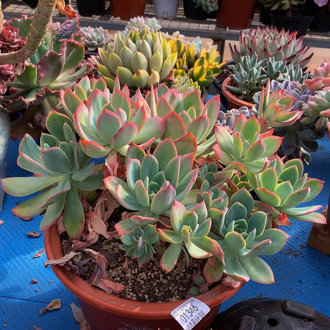 萱***欣      绮罗仙子01346