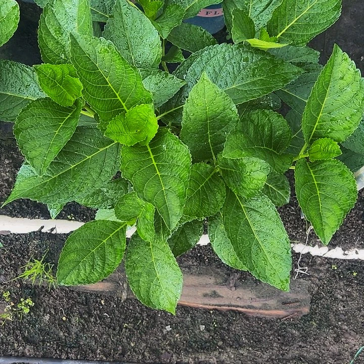 无花朵一加仑盆史欧尼