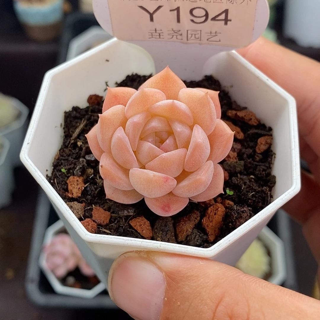 0194 纯爱 单头 3.5cm
