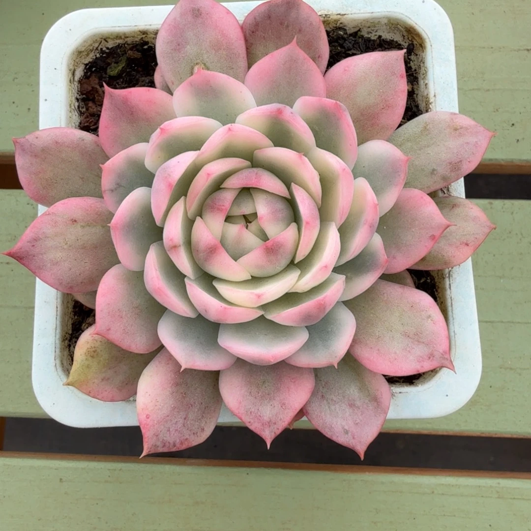 粉水晶玫瑰锦锦上园艺一物一拍