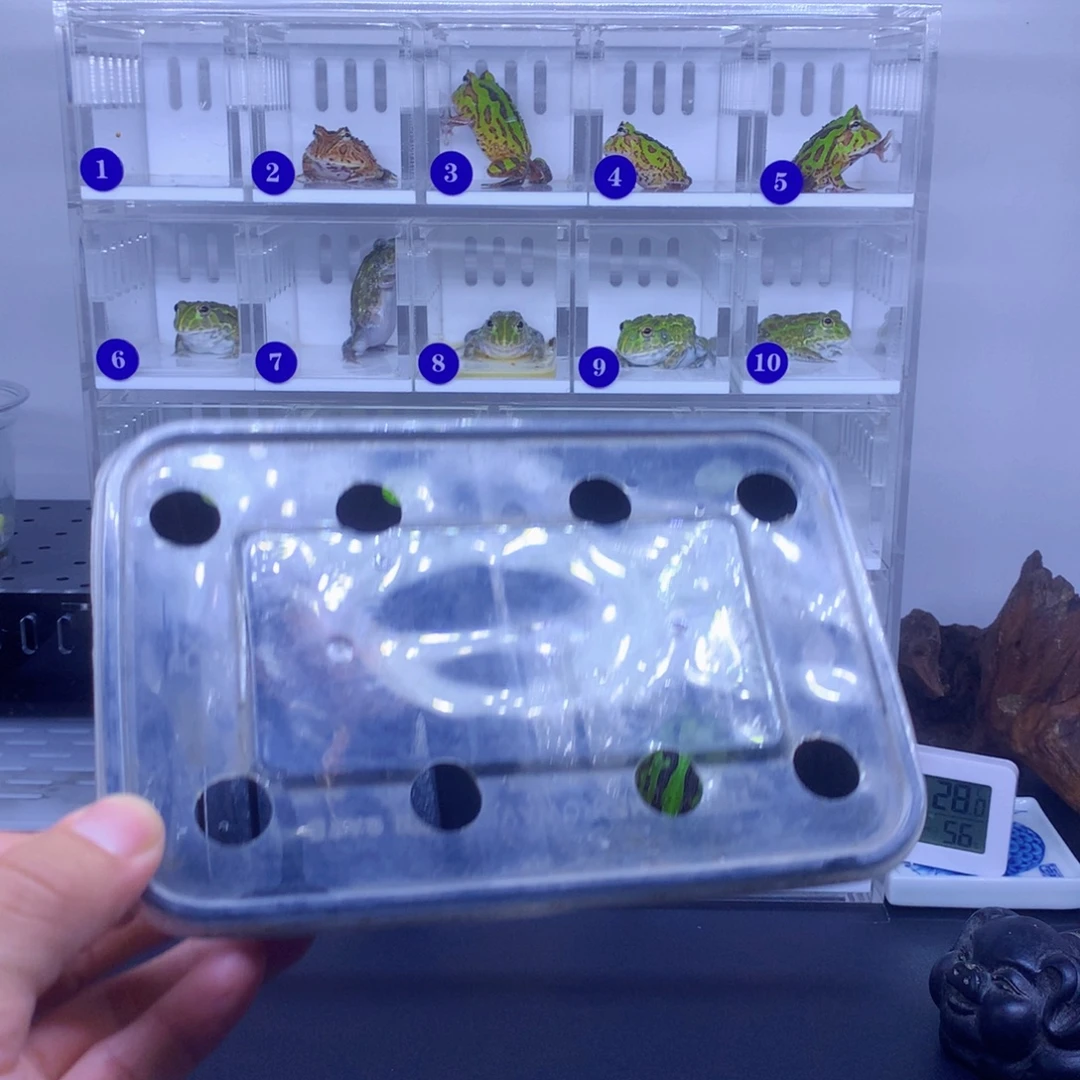 角蛙蝴蝶角蛙空运到家