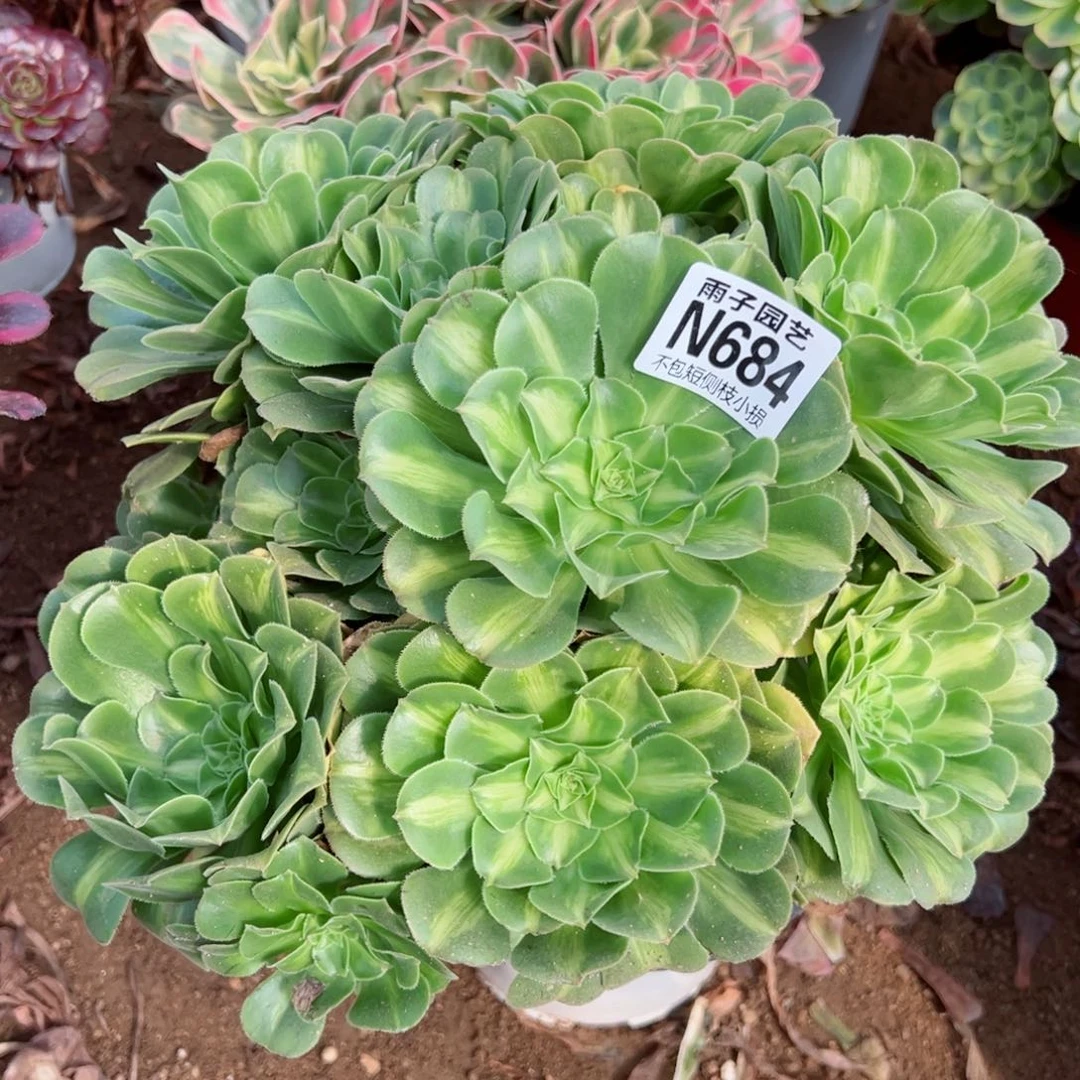 684翡翠琉璃尺寸28左右