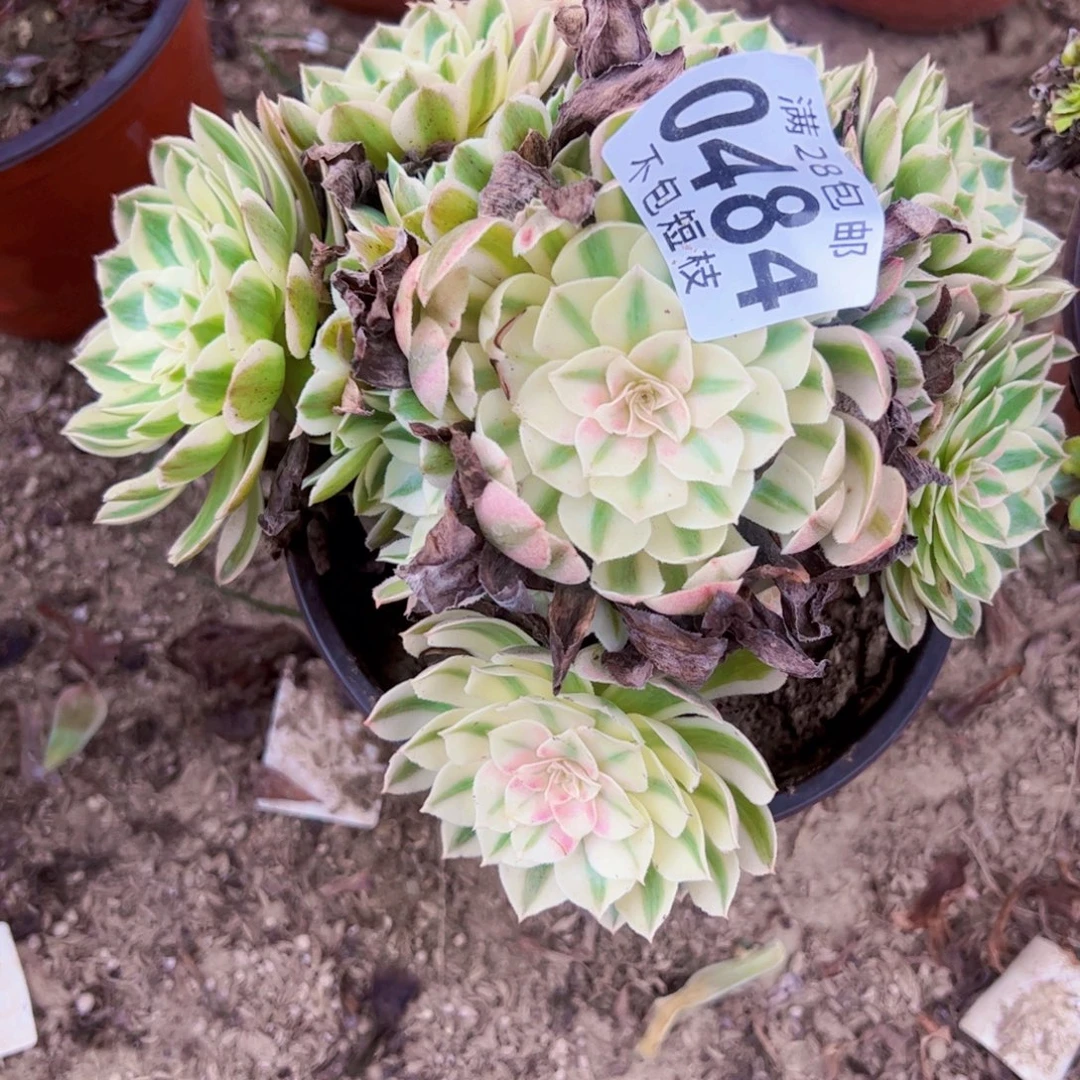 0484多肉植物海王多肉酱