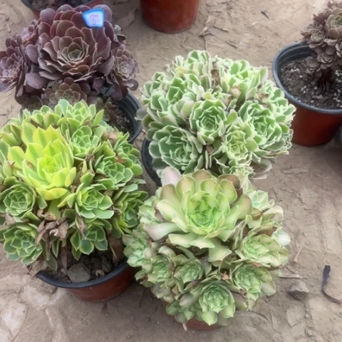 089多肉植物组合，