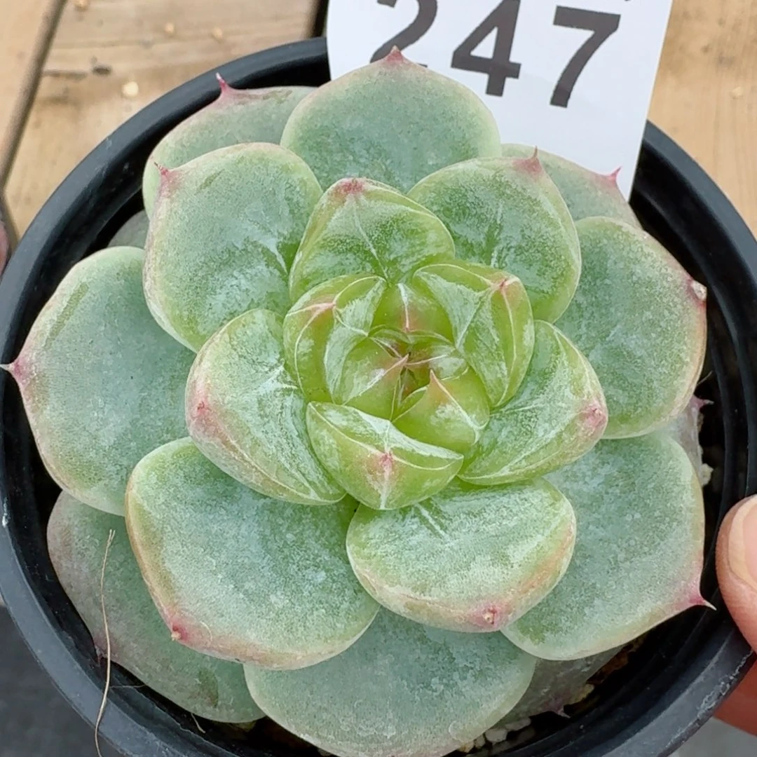 菩提珍妮            精美多肉植物
