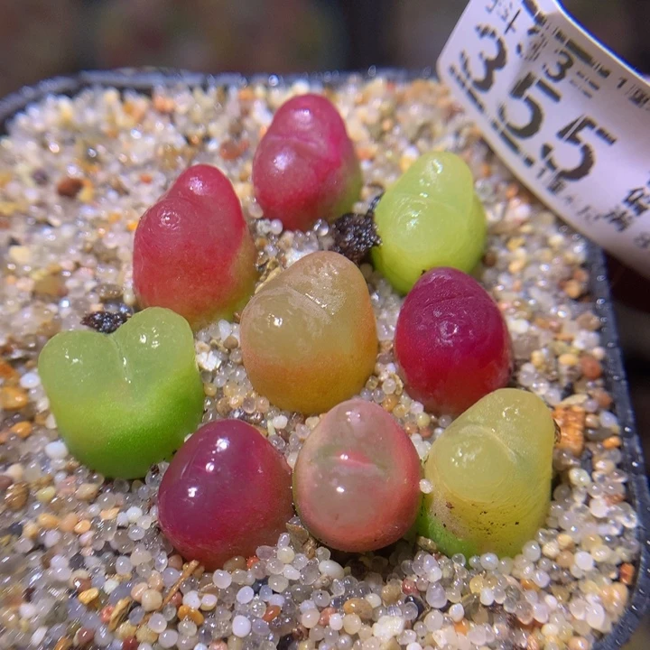精品生石花33.335