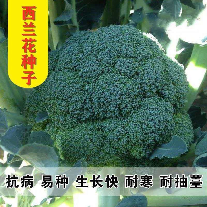 西兰花种籽春秋季花椰菜蔬菜种孑高产耐寒绿菜花四季有机青花菜种