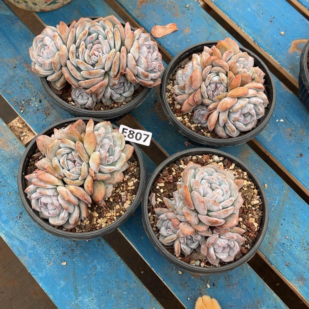 无*807号新疆西藏内蒙古不包邮