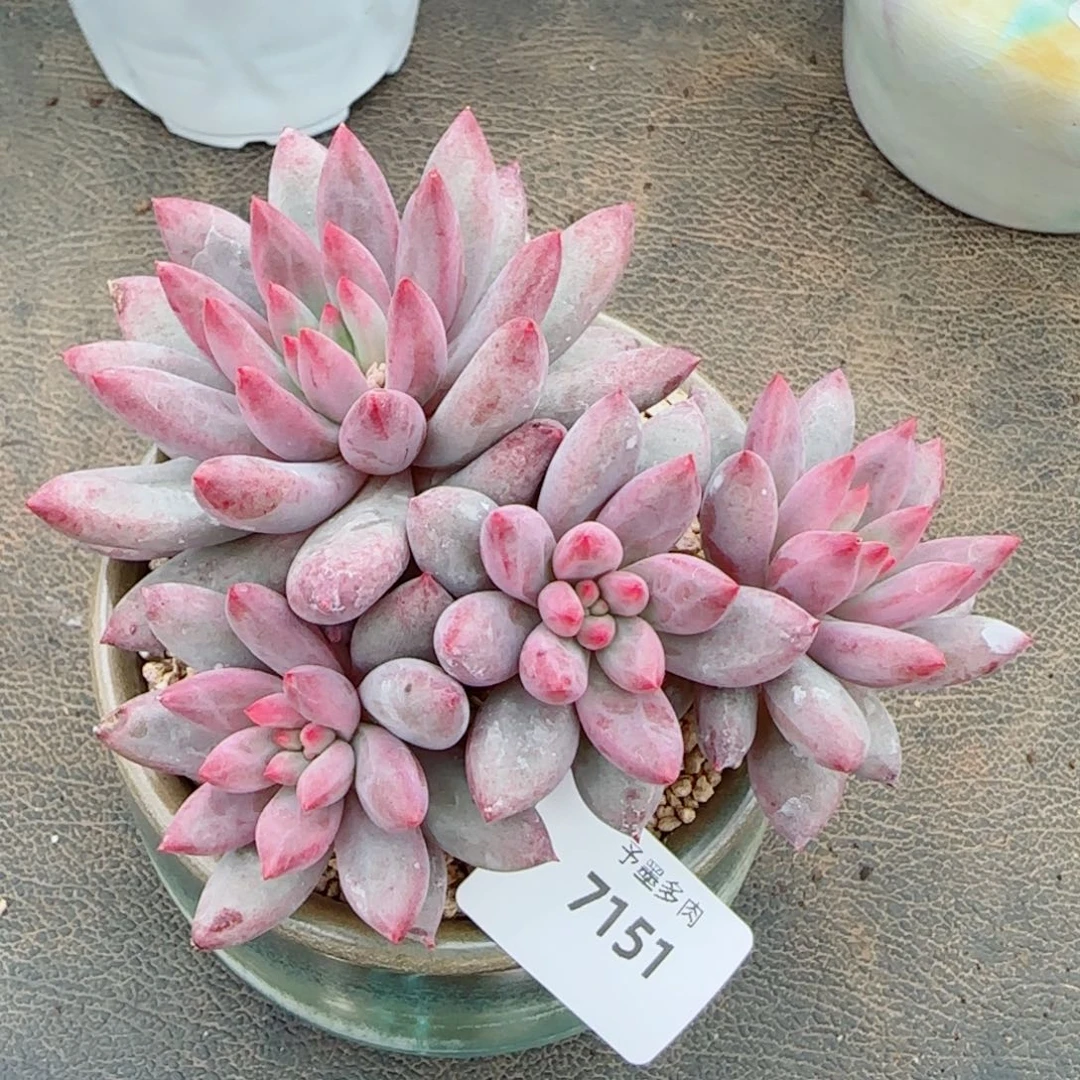 虞美人，7151多肉植物