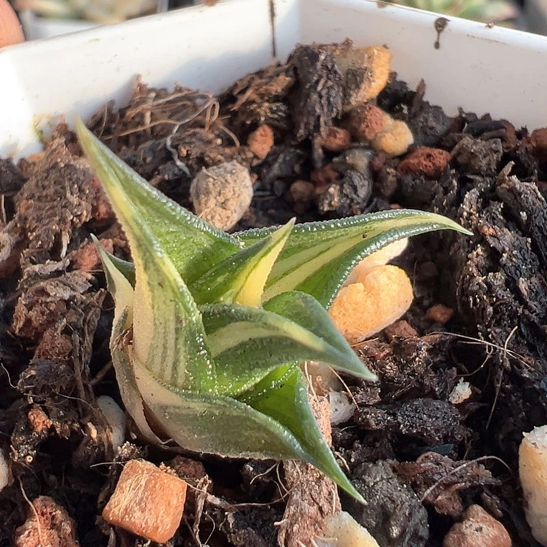 龙塔锦  小方花圃一物一拍