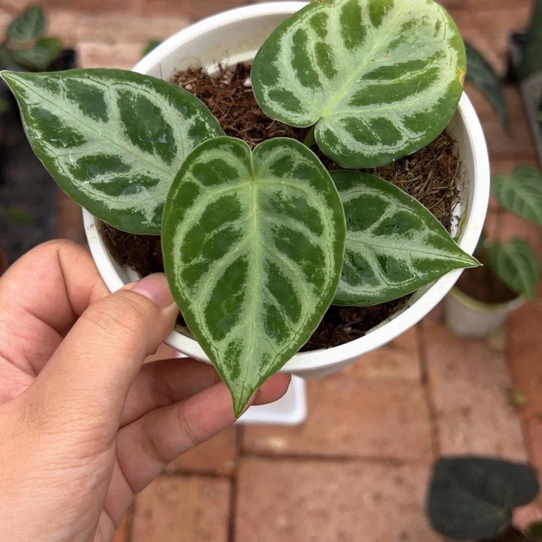 不开花植物银色面纱漏漏漏！！