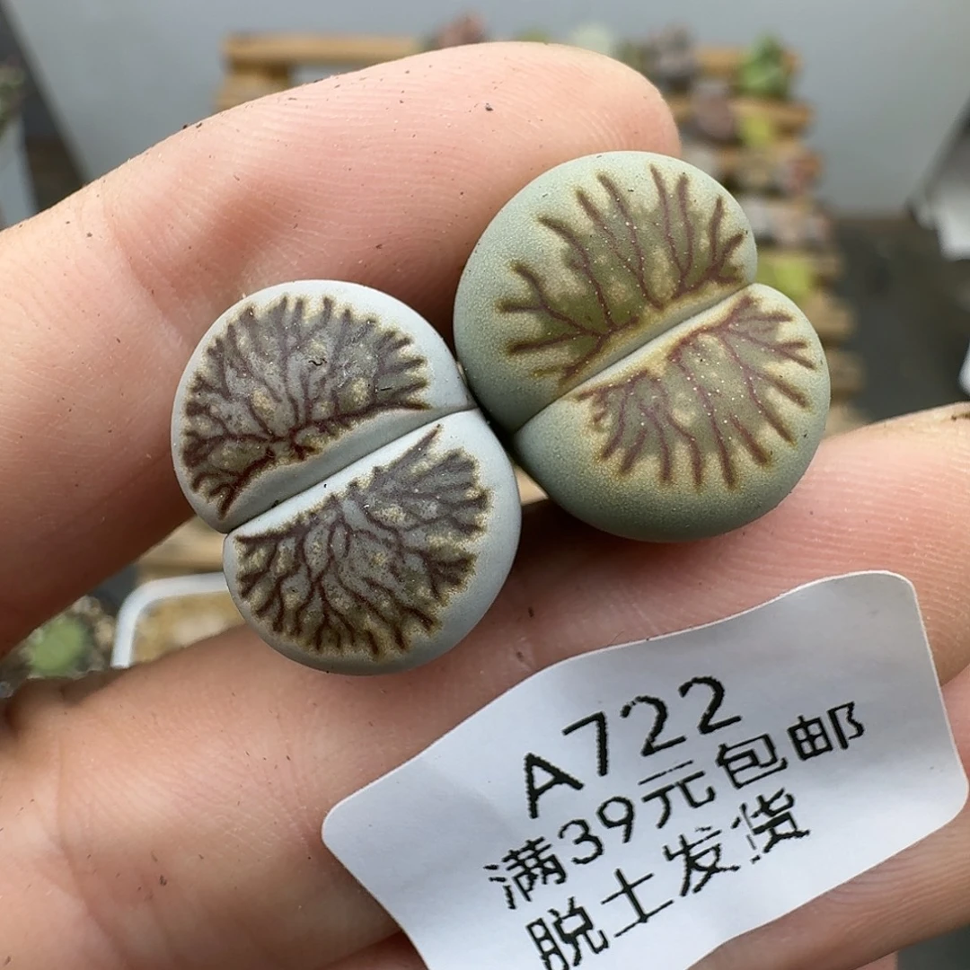 722多肉哈哈哈哈哈哈干