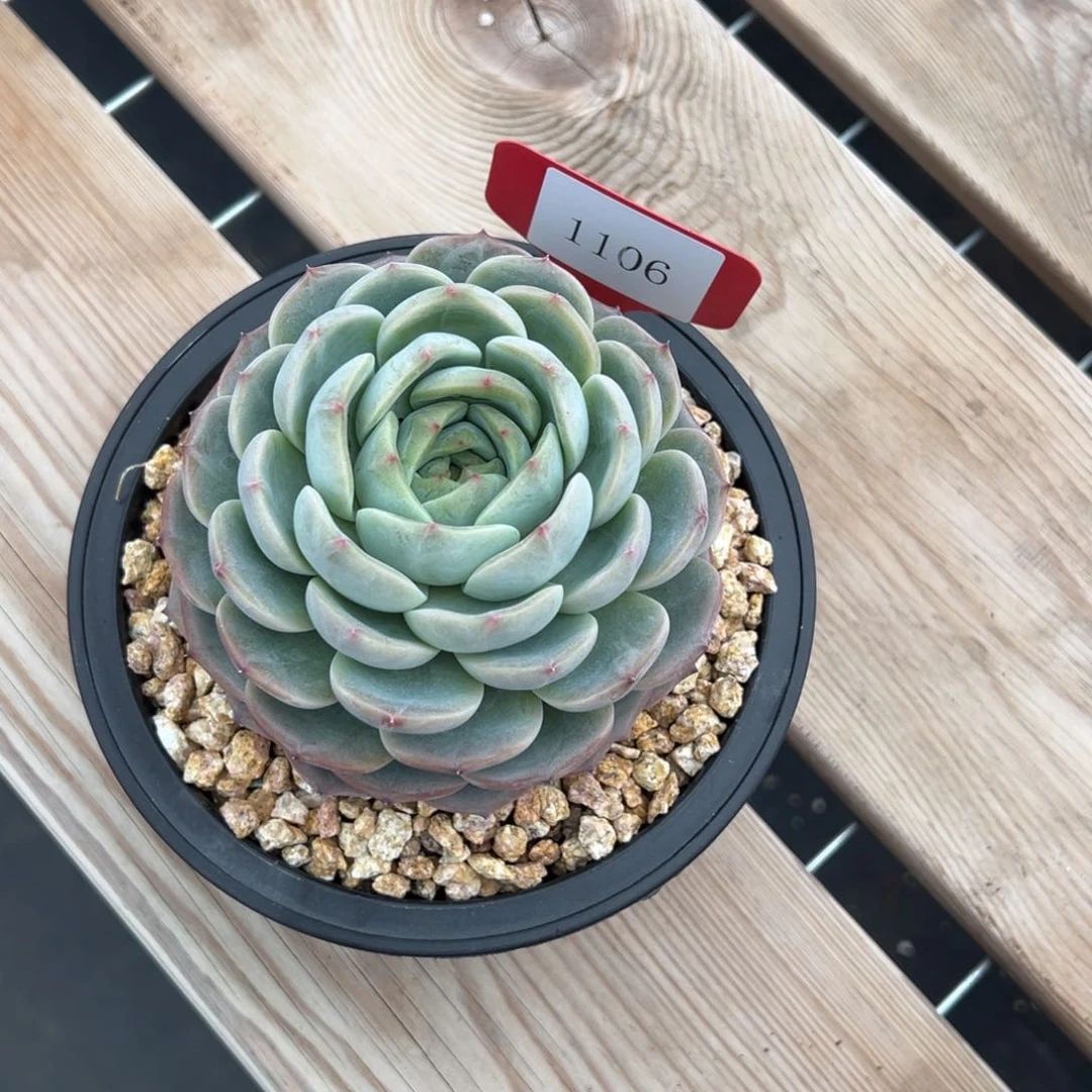 S****g1106多肉多多多多多