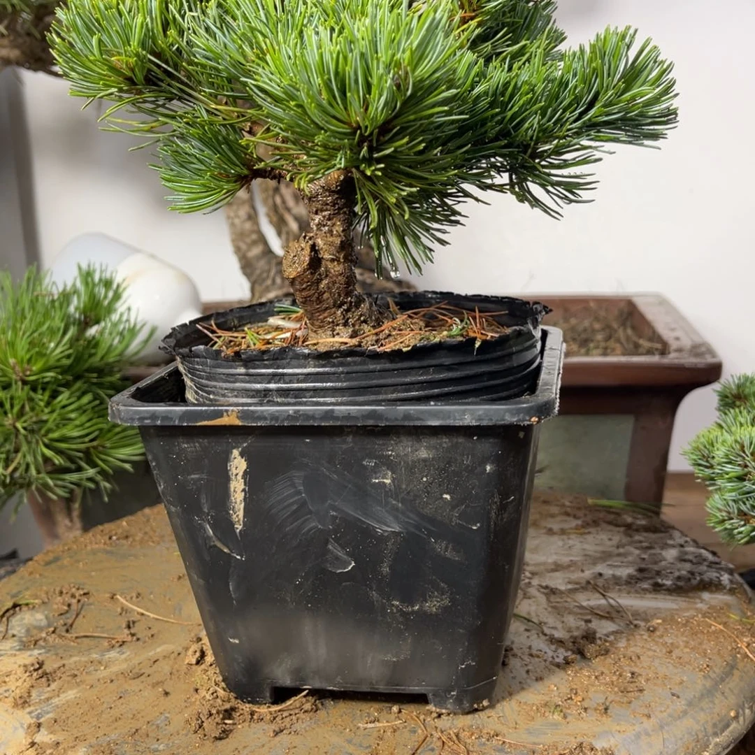 海****兰州百合香港特别行政区