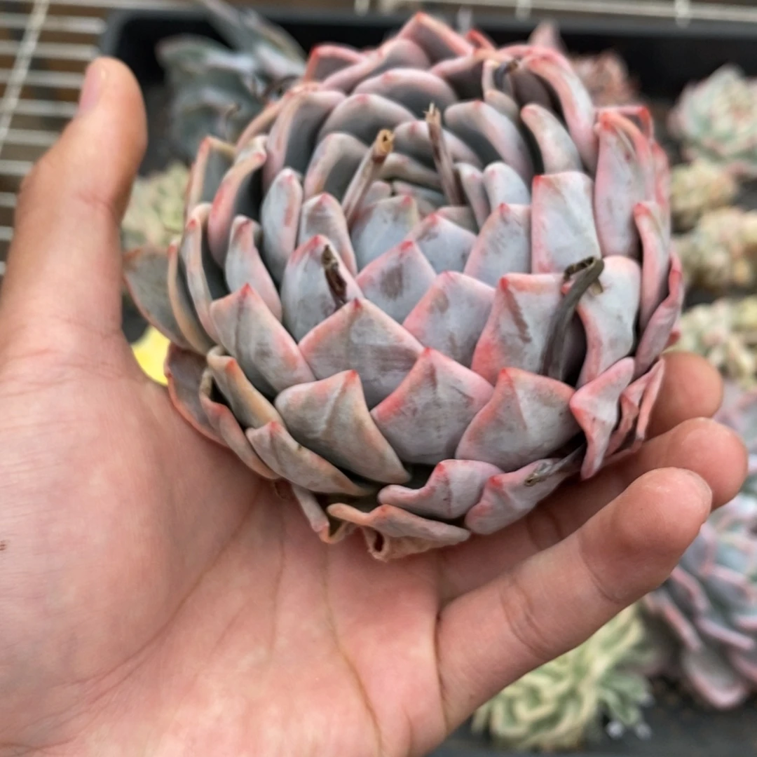 橙子多肉植物8976