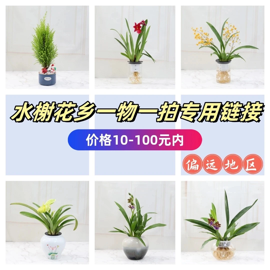 偏远地区不包邮10-100内直播间（一物一拍链接）水培植物室内绿植