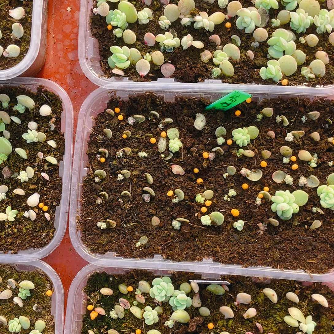 青柠芝麻苗一个满25包邮