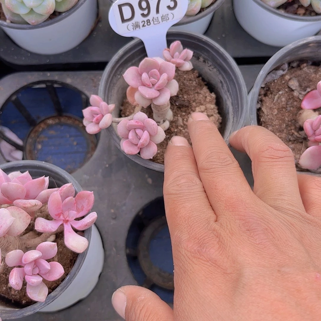 小***爱D973黛比一物一拍