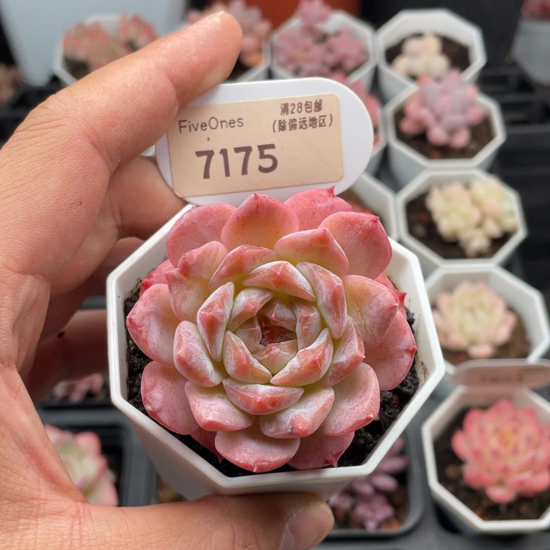 胡***嘚粉魄7175-5.5厘米